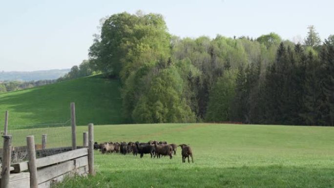 农场里黑色和棕色的韦尔奇羊和羔羊。