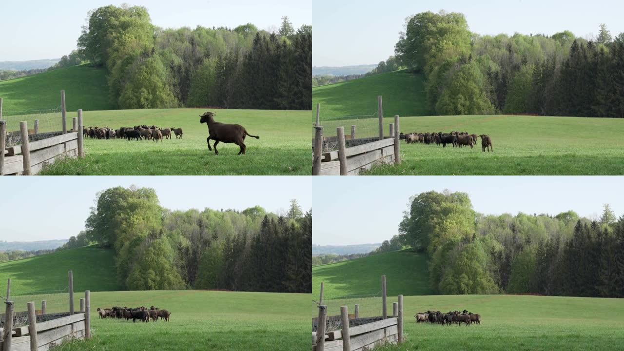 农场里黑色和棕色的韦尔奇羊和羔羊。