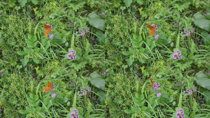 以紫色花朵为食的橙色蝴蝶，特写镜头，宏观