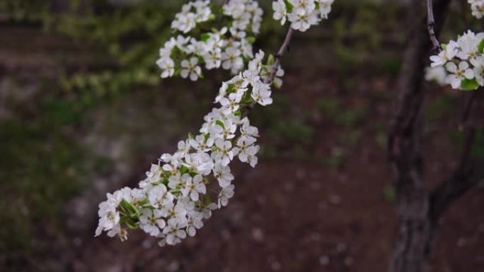 大自然中的梨花