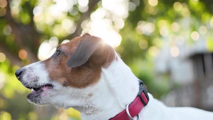 快乐快乐和顽皮的杰克罗素狗在夏天在外面放松