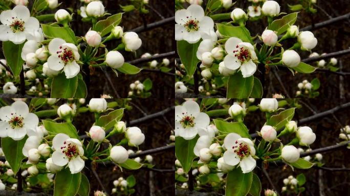 梨树花在傻子上开花，树枝上有几个小芽。