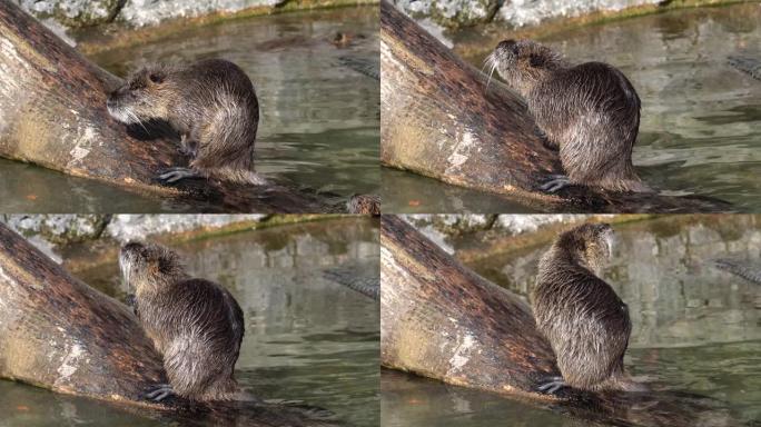 Coypu，Myocastor coypus，又称河鼠或nutria