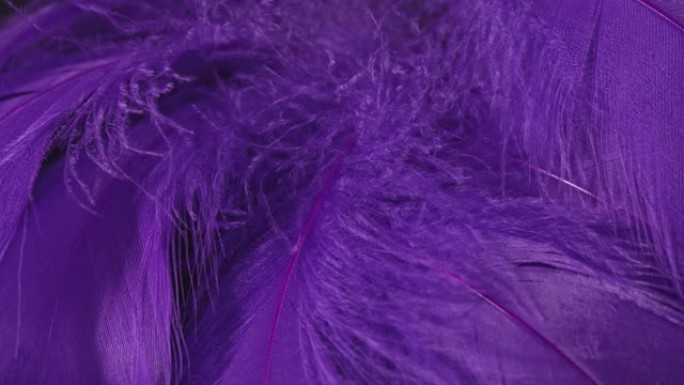 美丽的旋转背景的紫色或紫色的热带鸟类的羽毛。鸟类自然图案。特写顶视图。抽象旋转镜头。
