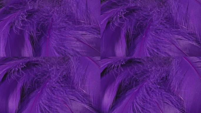 美丽的旋转背景的紫色或紫色的热带鸟类的羽毛。鸟类自然图案。特写顶视图。抽象旋转镜头。