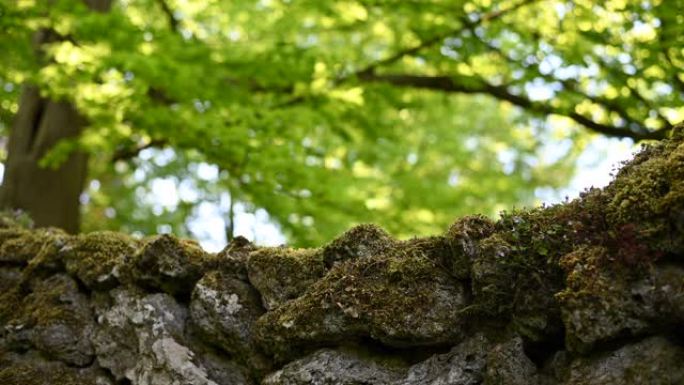 一名男子在湖边一个奇妙的公园里看着一堵古老的大石头墙，上面覆盖着青苔，上面铺着大大小小的石头