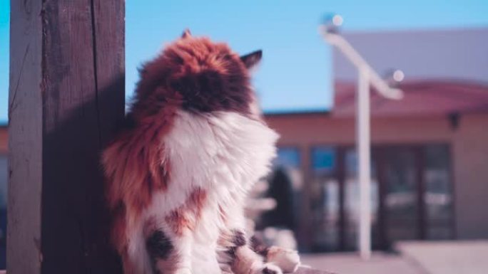 在框架中，一只猫的脸，一只蓬松的猫正在街道外部模糊的背景上洗自己