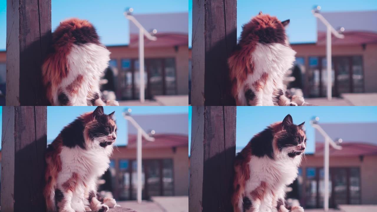 在框架中，一只猫的脸，一只蓬松的猫正在街道外部模糊的背景上洗自己