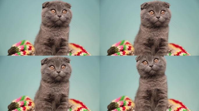 可爱的好奇的苏格兰折叠猫，蓝色的皮毛坐在毯子上，向前看
