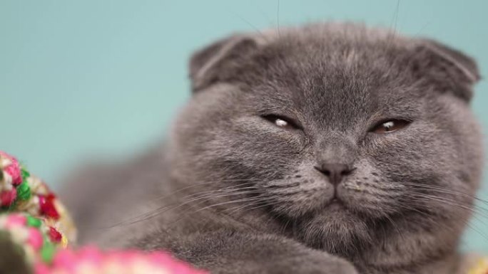 一只昏昏欲睡的苏格兰折叠猫的特写镜头，蓝色的皮毛躺在毯子里
