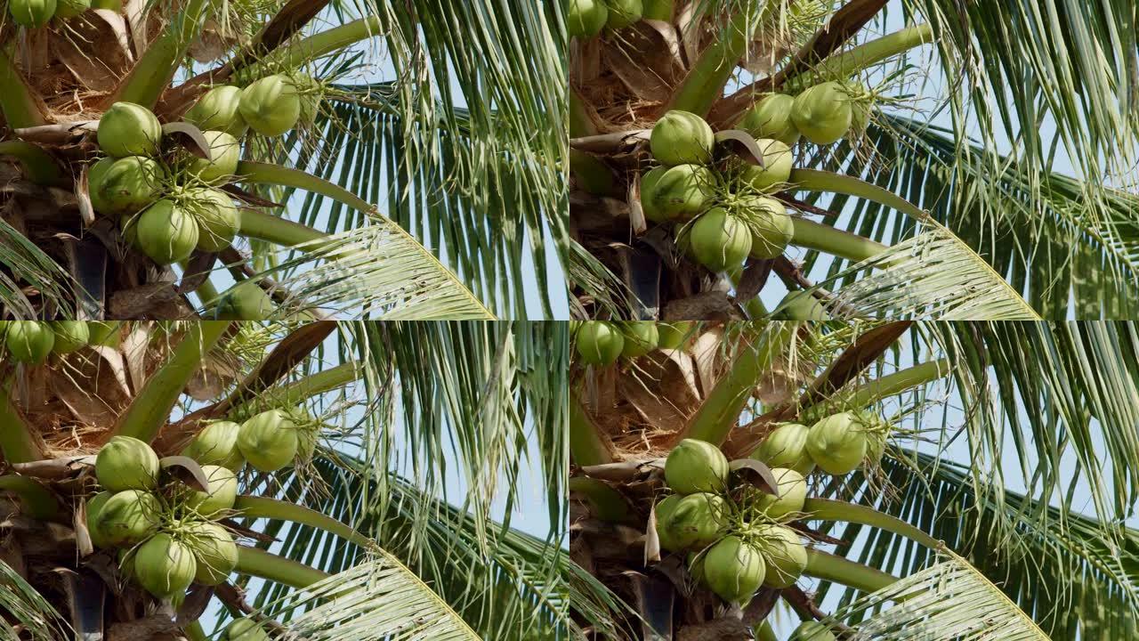 一堆椰果在白天的棕榈树上