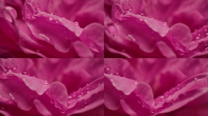 宏观多莉拍摄水滴雨滴玫瑰花瓣浪漫爱情主题背景