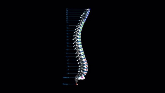 人体脊柱-金属-旋转