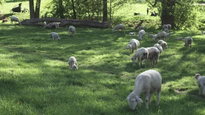 美丽的绵羊在草地上吃草