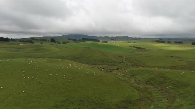 3/3m羊群在新西兰奥哈库内49号国道的绿色农场放牧
