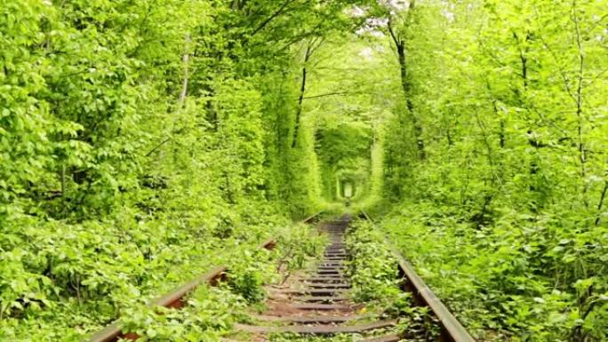 夏季绿色隧道中的铁路铁轨