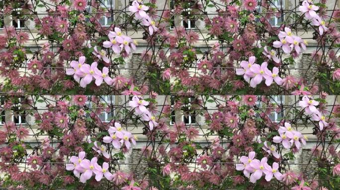 春季在法国的篱笆上生长的两种铁线莲开花品种