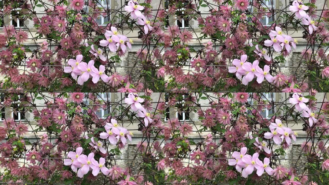 春季在法国的篱笆上生长的两种铁线莲开花品种