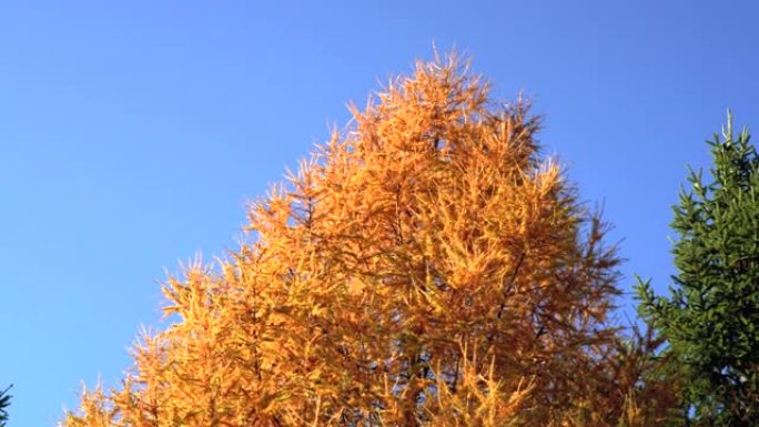 仰望橙色的欧洲落叶松 (Larix decidua)，旁边的另一棵针叶树仍然是绿色的。落叶松落叶，秋