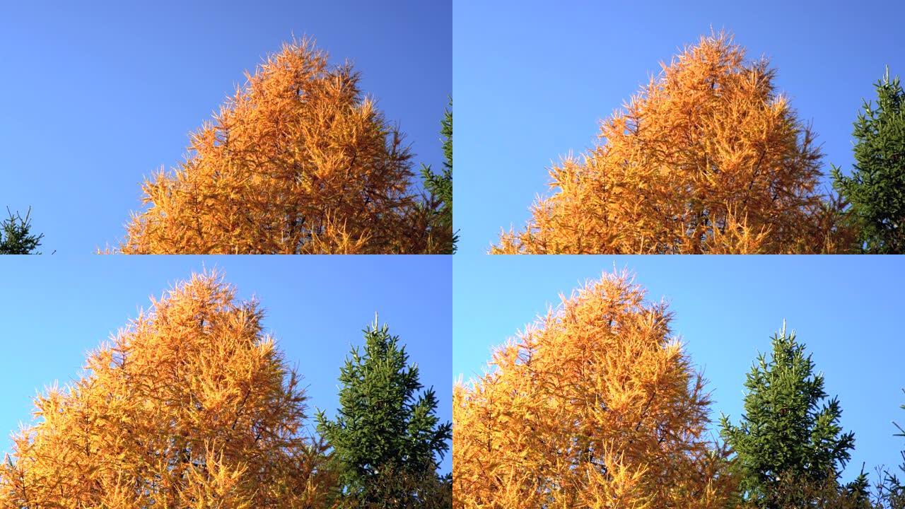 仰望橙色的欧洲落叶松 (Larix decidua)，旁边的另一棵针叶树仍然是绿色的。落叶松落叶，秋