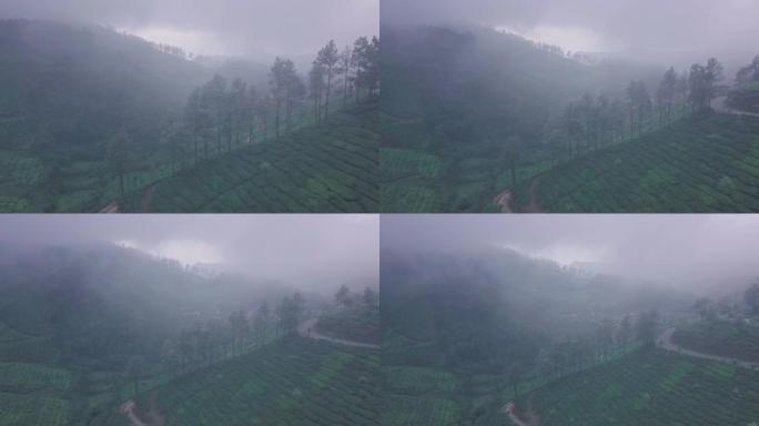 印度喀拉拉邦蒙纳雾状茶园景观的空中无人机视图