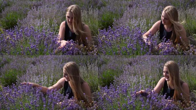 女孩抚摸着，在田野里嗅着紫色的薰衣草花。女人在夏天的阳光下温柔地拿着薰衣草。薰衣草花盛开。芳香疗法，