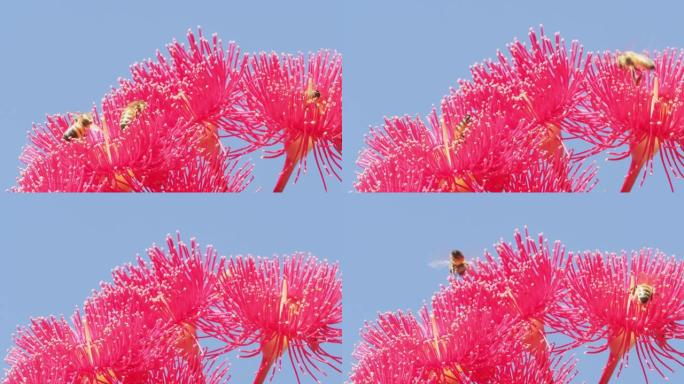 许多蜜蜂在充满活力的粉红色口香糖树花周围授粉，为蜂巢生产蜂蜜。农业、蜂蜜工业、气候变化和天然授粉媒介