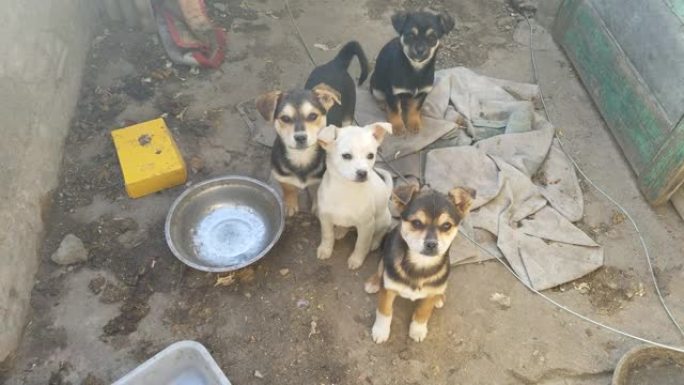 圈养的家犬狗叫幼犬农村