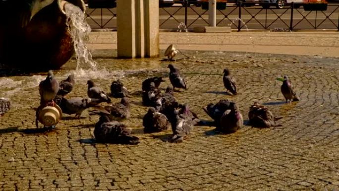 喷泉中的鸽子和水