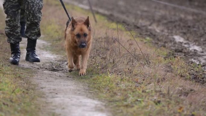 士兵和德国牧羊犬一起散步