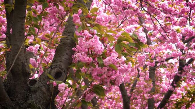 樱花粉色春花烂漫春的气息春色满园