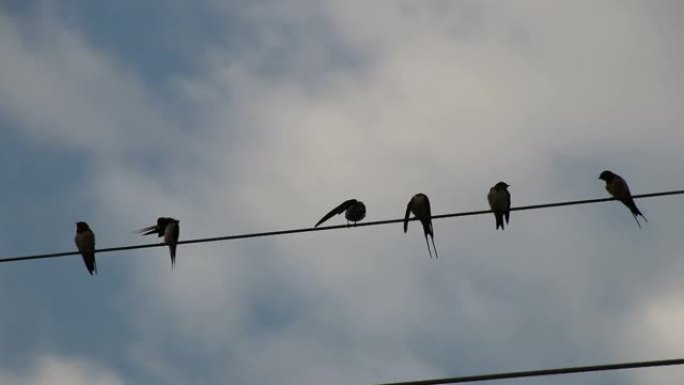 一群使用一根电缆查获的鸟。