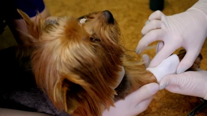 兽医用绷带包扎有手术导管的狗的爪子