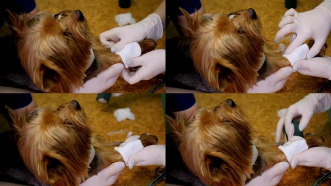 兽医用绷带包扎有手术导管的狗的爪子