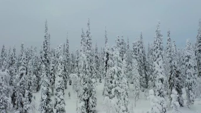 在雪下飞向冬天的森林对面。鸟瞰图