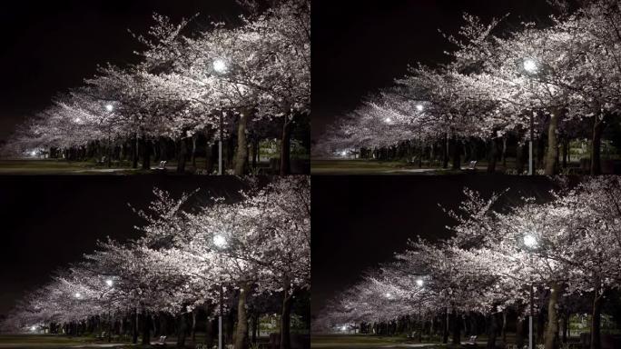 东京夜晚盛开的樱花树下的长椅。