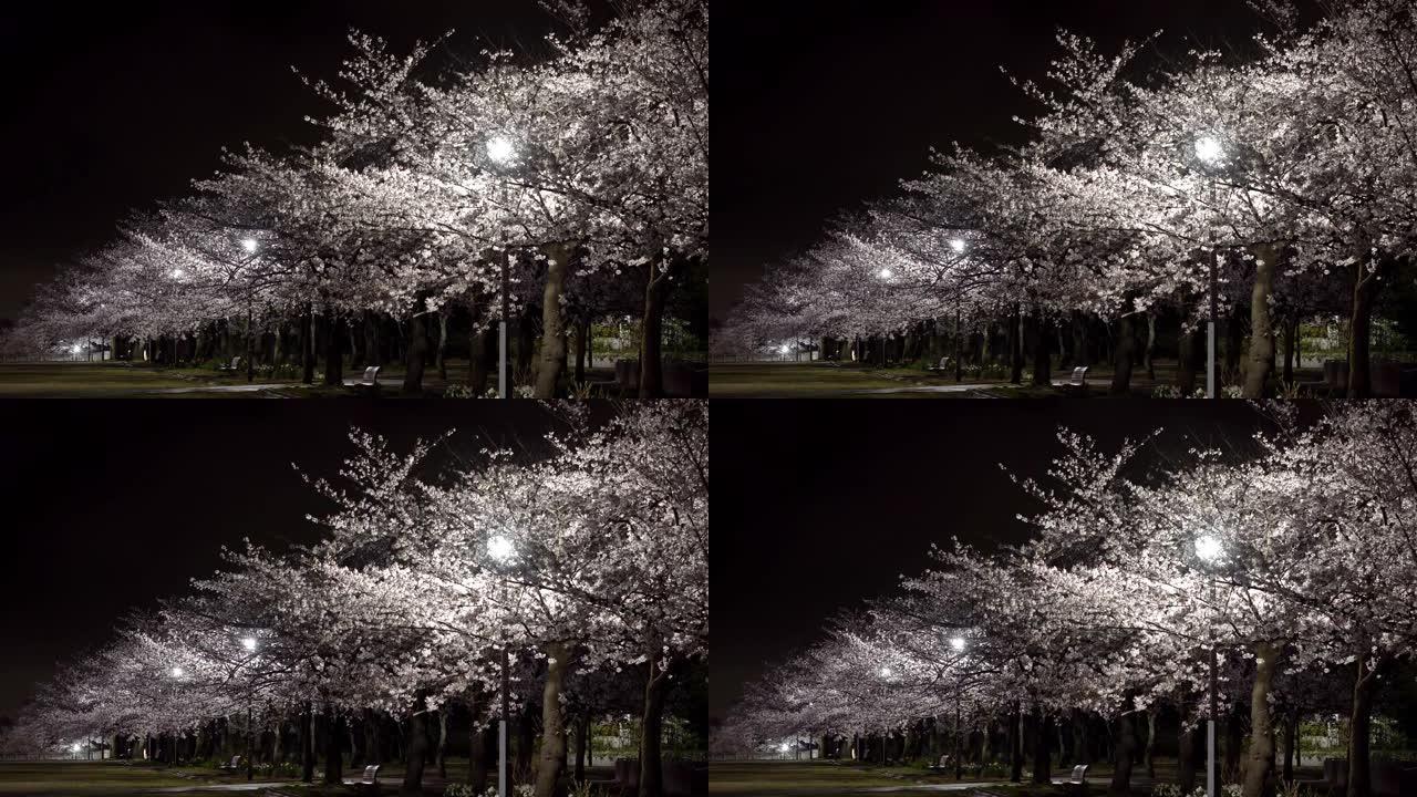 东京夜晚盛开的樱花树下的长椅。