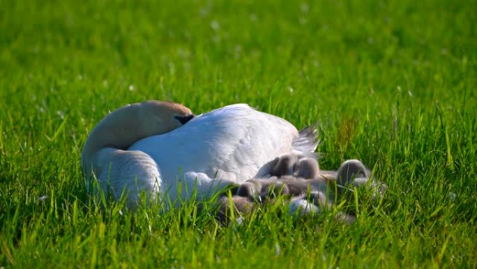 一个天鹅家庭在一块割肉的土地上休息，两个父母照顾他们拥抱母亲的孩子