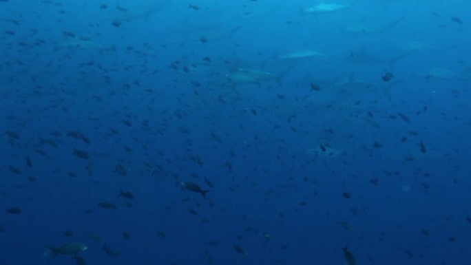 一群锤头鲨在太平洋水下游泳。