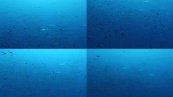 一群锤头鲨在太平洋水下游泳。