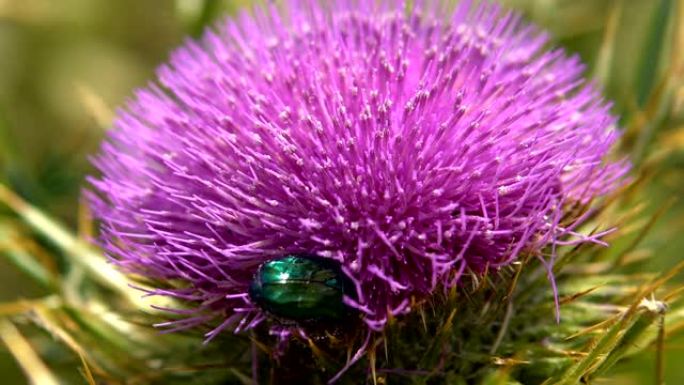 从水飞蓟 (水飞蓟) 草本植物中收集花蜜的昆虫的特写视图