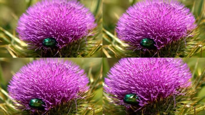 从水飞蓟 (水飞蓟) 草本植物中收集花蜜的昆虫的特写视图
