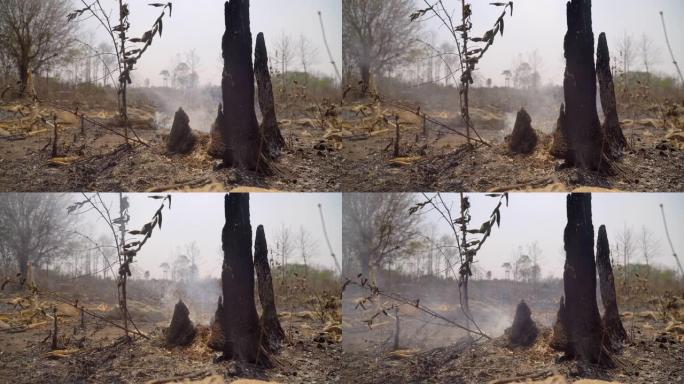 泰国为转移种植而破坏森林。