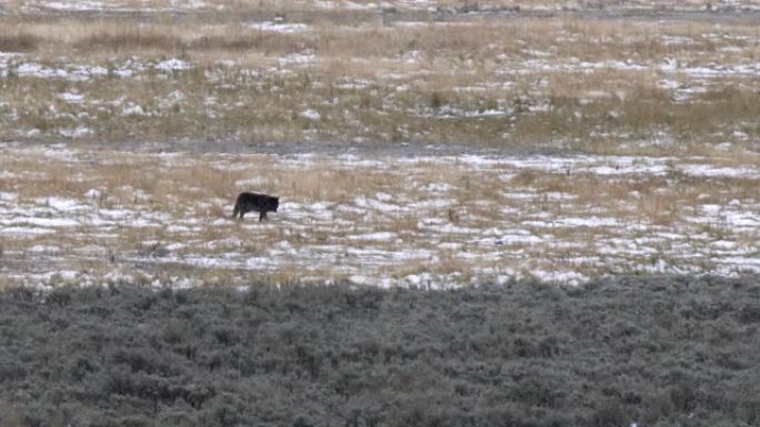 wolf pup在黄石公园探索初雪的草地