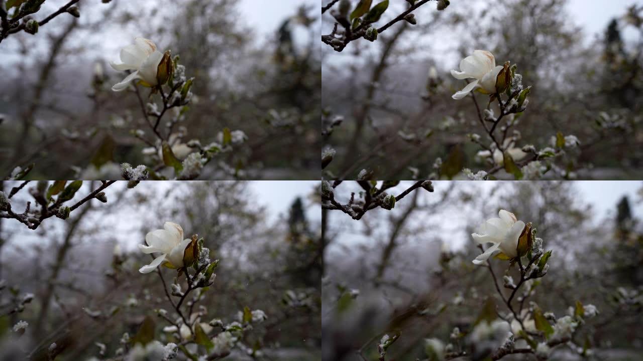 白玉兰树被雪覆盖
