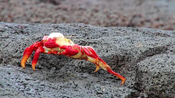 莎莉轻脚蟹 (Grapsus grapsus) 在厄瓜多尔加拉帕戈斯国家公园中华头岛上的熔炉