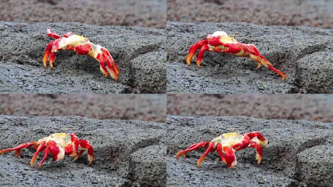 莎莉轻脚蟹 (Grapsus grapsus) 在厄瓜多尔加拉帕戈斯国家公园中华头岛上的熔炉