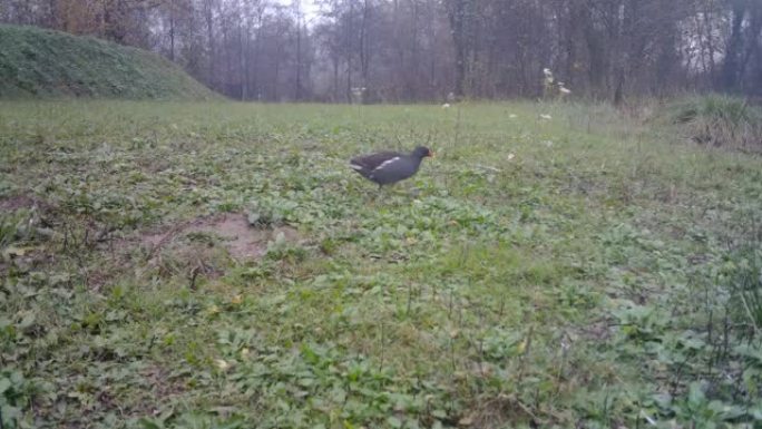 Waterhen沼泽鸡，白天在一片绿草的草地上吃草