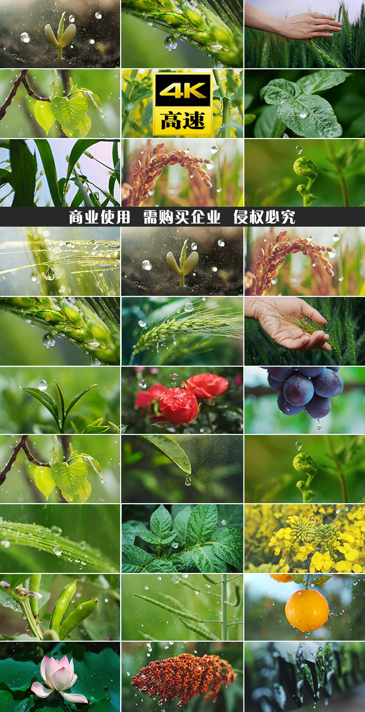 雨春芒种雨水乡村振兴风景水滴滴水发芽乡村