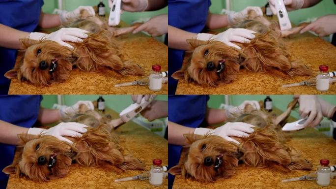 护士在手术前在兽医诊所剃毛一只小狗的爪子。